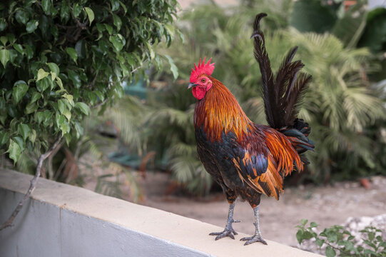 A colourful Rooster, perched ona  wall, amidst tropical foliage