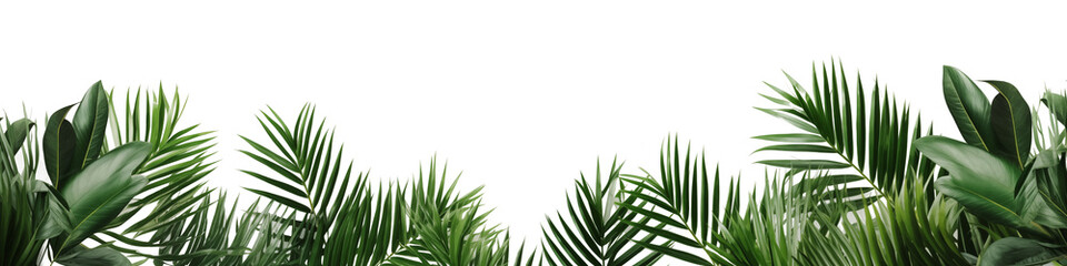 Fototapeta na wymiar Tropical green leaf frame on white background.