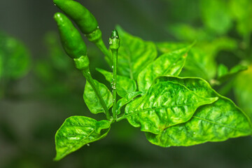 Plant disease diagnosis, Spicy peppers have yellow leaves due to viruses, plant diseases that are...