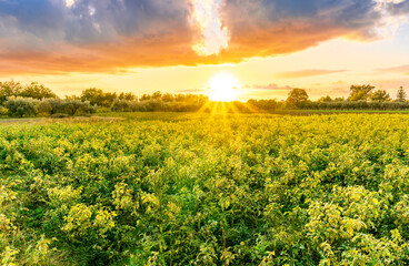beautiful view in a green farm field with plants and vegetables and golden cloudy amazing sunset or...