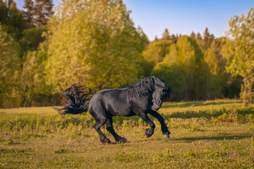 Portrait of  galloping black friesian horse in the pasture.