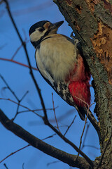 The Great Spotted Woodpecker is sitting on a thick branch and looking for food. City birds. Wildlife in nature. Colorful background and nice soft light. Bright sunny day. Kyiv, Ukraine.