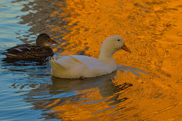 A large bright white duck with a bright orange beak swims in the lake. Golden color of water at sunset. Wild nature. Close-up.