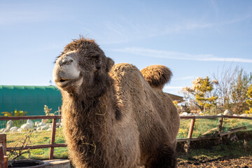 camel in the park