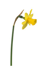  Gelbe Narzisse (Narcissus pseudonarcissus) 