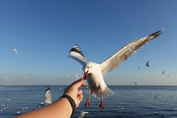 Seagull bird spreading wings flying eat from human hand.