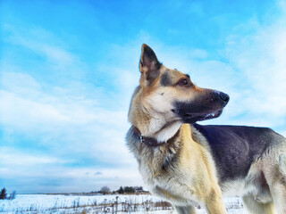 Dog German Shepherd on a big field in a winter day and white snow around. Waiting eastern European dog veo