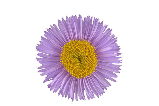  Pr&auml;chtiges berufkraut (erigeron speciosus), Bl&uuml;te