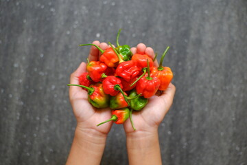 hand holding red chili pepper
