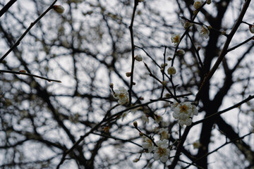 Fototapeta na wymiar White flowers against grey sky