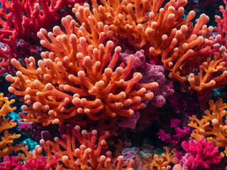 Colorful corals on the coral reef in the tropical sea.