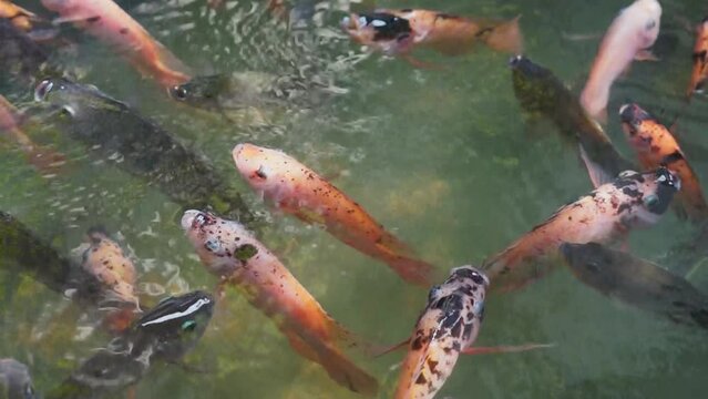 Footage top view of Fancy Carp swimming in pond. Water is black and reflection of light. Close up shot water surface of fancy carp (koi fish) swimming in the tropical garden pond.