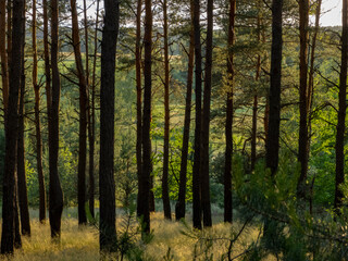 Fototapeta premium polisch forest