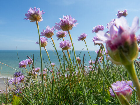 Flowers by the sea