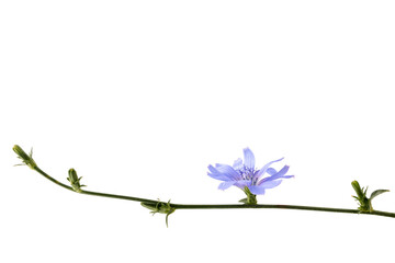 Cichorium intybus - common chicory flowers isolated on white background. Flowers of chicory for...