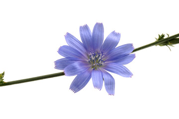 Cichorium intybus - common chicory flowers isolated on white background. Flowers of chicory for package design. - obrazy, fototapety, plakaty
