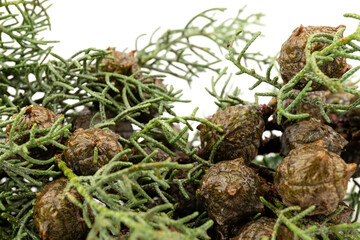 Branch of green thuja on a white background