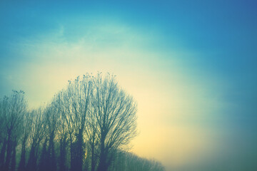 Silhouette of bare trees in early misty morning