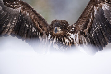White-tailed eagle wings open closeup in winter