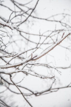 &aacute;rbol nevando