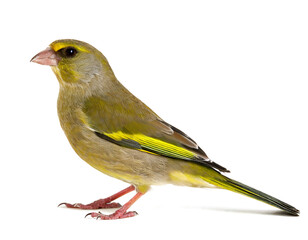Carduelis chloris bird greenfinch isolated white