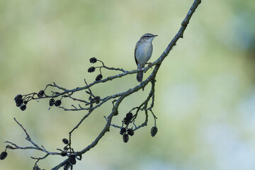 Schilfrohrsänger ( Acrocephalus schoenobaenus ) während der Balz	
