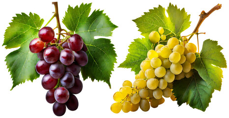 Close-up of bunches of ripe grapes, red grapes and white grapes with green leaves. Isolated on...