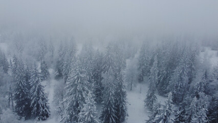 Obraz na płótnie Canvas drone flight over white Christmas trees covered with white snow