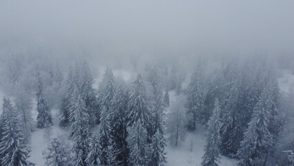Fototapeta na wymiar drone flight over white Christmas trees covered with white snow