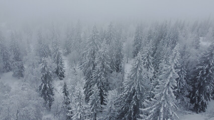drone flight over white Christmas trees covered with white snow