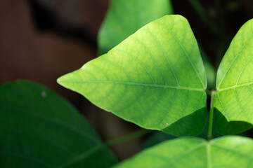 close up of green leaf