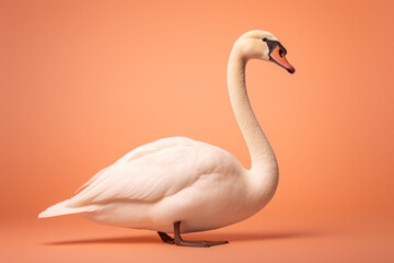 swan on peach fuzzy color background 