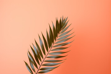 palm leaf on peach fuzzy color background