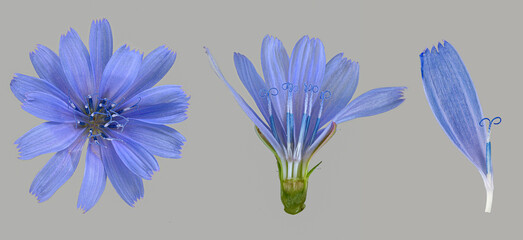 Gemeine Wegwarte (cichorium intybus) , Blüte