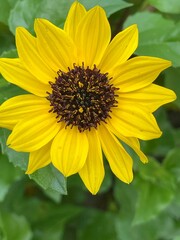 Beautiful sunflower yellow flower bloom garden plant