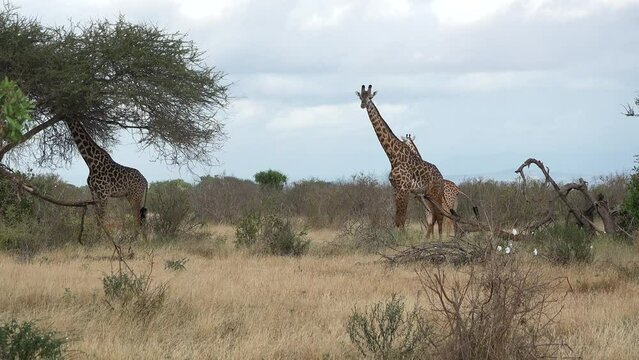 A family of giraffes in Africa. A herd of giraffes walks through thickets of bushes in African savanna of wildlife reservation. Wild herbivores on background of acacias trees. Safari in Africa.