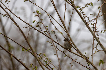 This image encapsulates the essence of early spring, with a lone bird perched amidst the budding branches of a tree. The bird, likely a common house sparrow, Passer domesticus, provides a focal point
