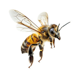 A captivating honeybee in flight, gracefully isolated against a transparent background, Png - obrazy, fototapety, plakaty