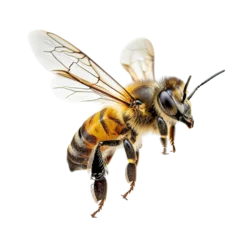 Foto op Plexiglas A captivating honeybee in flight, gracefully isolated against a transparent background, Png © Pixel Pioneer