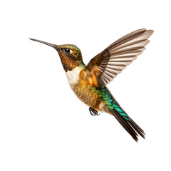 Fototapeta premium hummingbird isolated on transparent background
