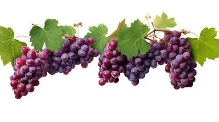 Fototapeta premium grapes vine isolated on transparent background