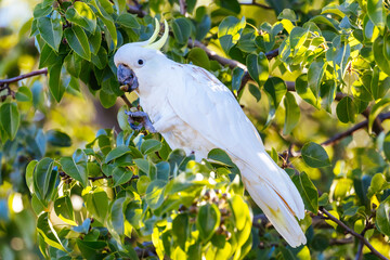 Wild Cockatoo Eating in Australia