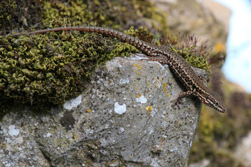 lizard in a prairie in france