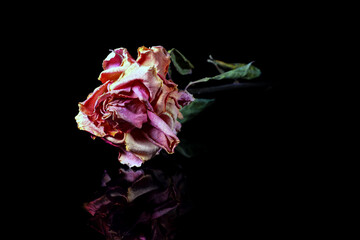 Single dried rose on black background with reflection painted with light. Light brush illumination technique.