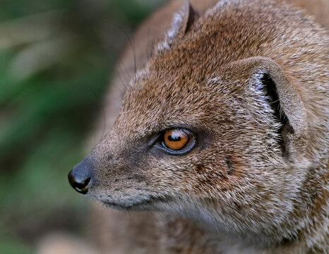 A mongoose is a small terrestrial carnivorous mammal belonging to the family Herpestidae. 