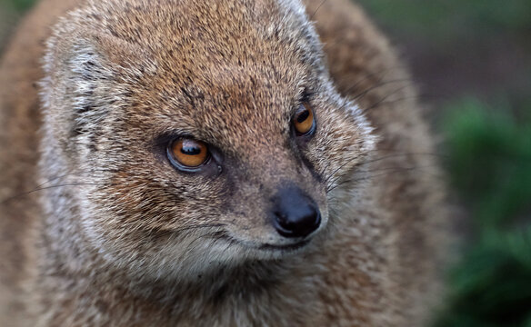 A mongoose is a small terrestrial carnivorous mammal belonging to the family Herpestidae. 