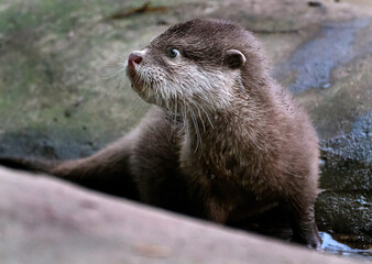 The Asian small-clawed otter (Aonyx cinereus), also known as the oriental small-clawed otter and...