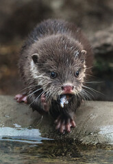 The Asian small-clawed otter (Aonyx cinereus), also known as the oriental small-clawed otter and the small-clawed otter, is an otter species native to South and Southeast Asia. It has short claws.