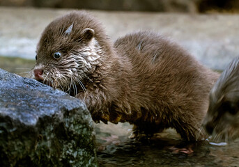 The Asian small-clawed otter (Aonyx cinereus), also known as the oriental small-clawed otter and the small-clawed otter, is an otter species native to South and Southeast Asia. It has short claws.