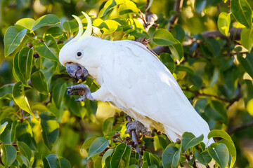 Wild Cockatoo Eating in Australia